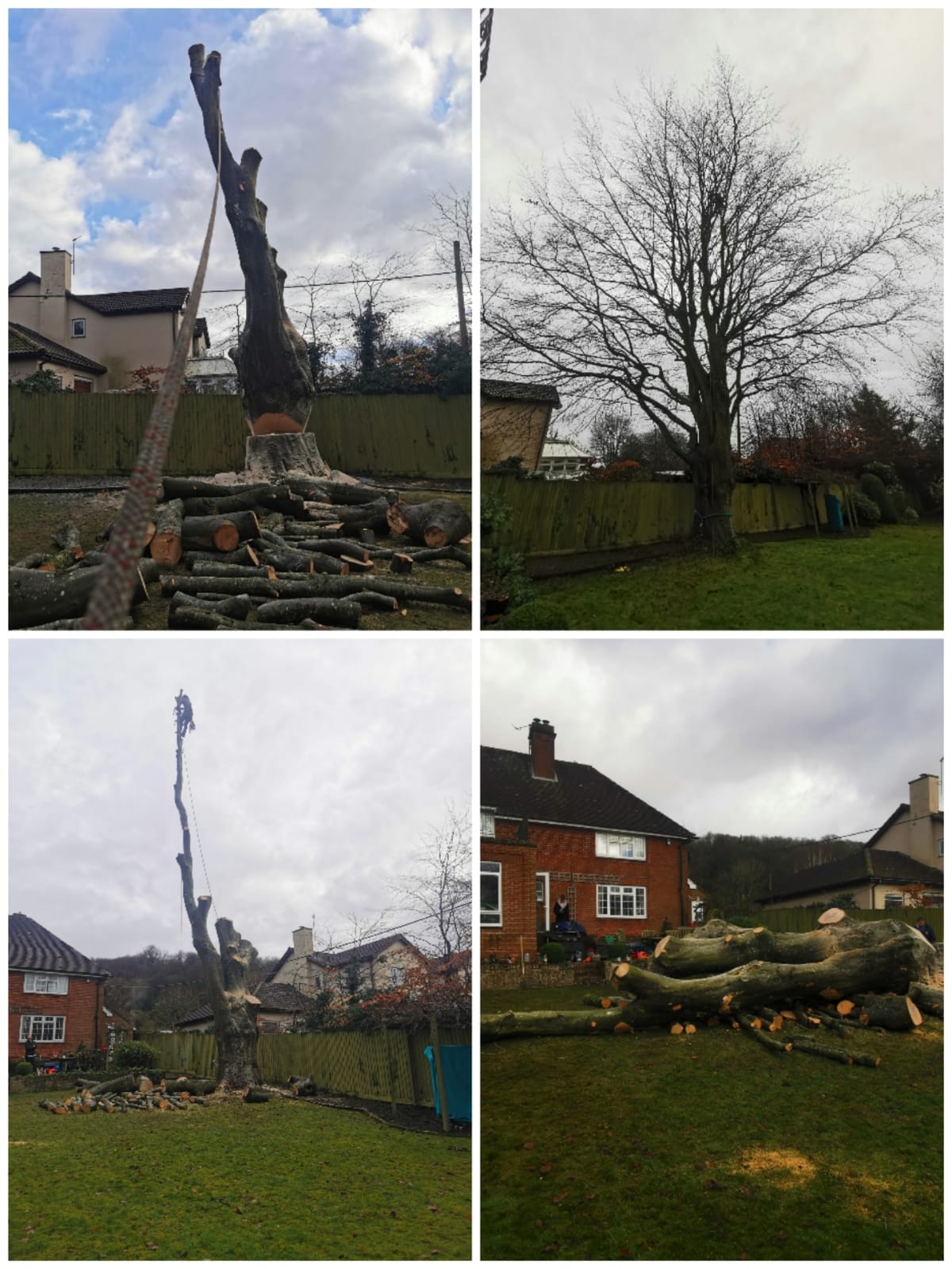 Taking down a beech tree in Fovant, Wiltshire