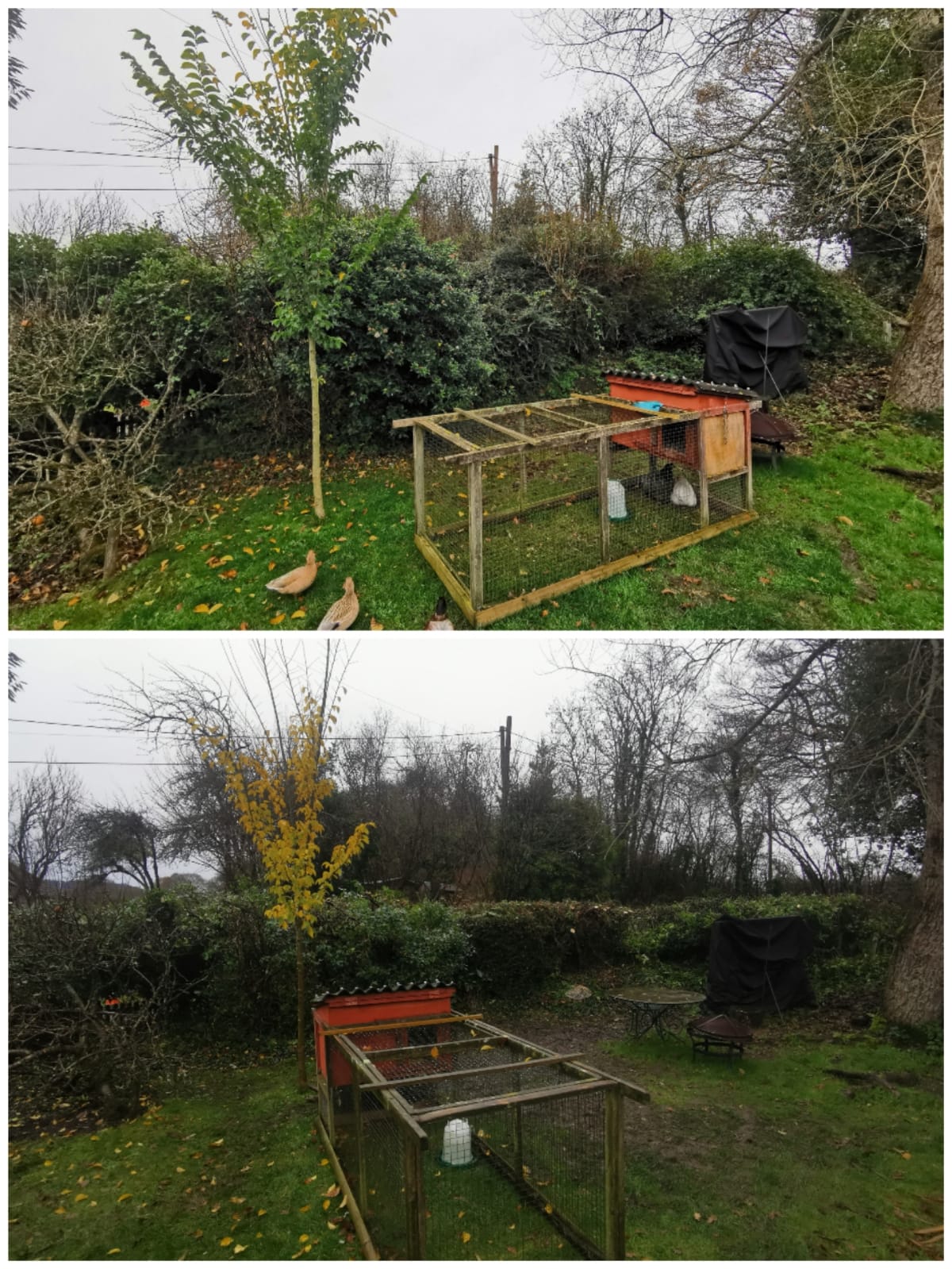 Mixed evergreen hedging reduction near Shaftesbury, Dorset